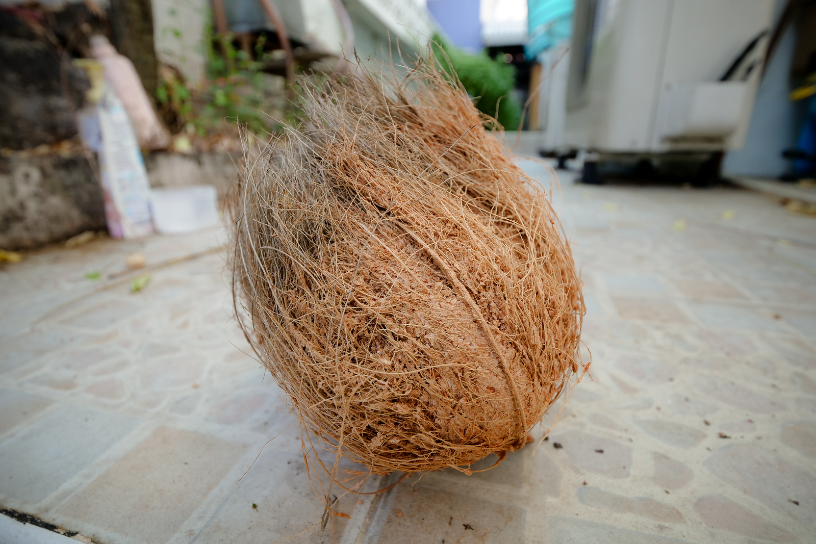 Tough hairs surround a mature coconut