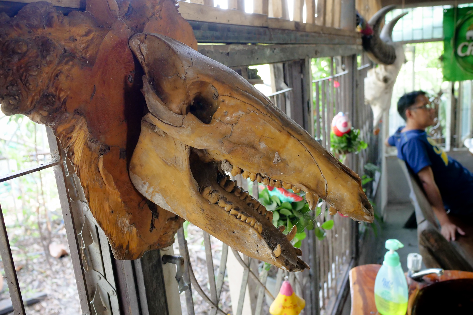 Buffalo skulls let you know its a jungle food restaurant