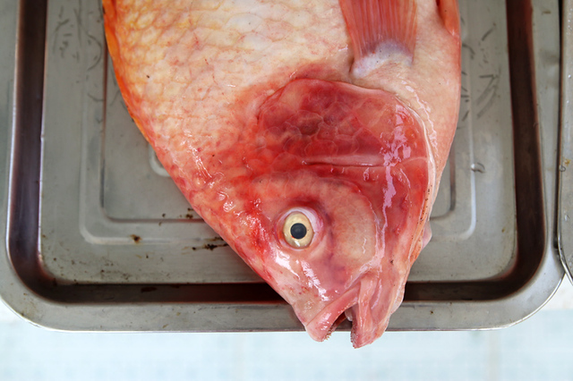 ปลาทับทิม