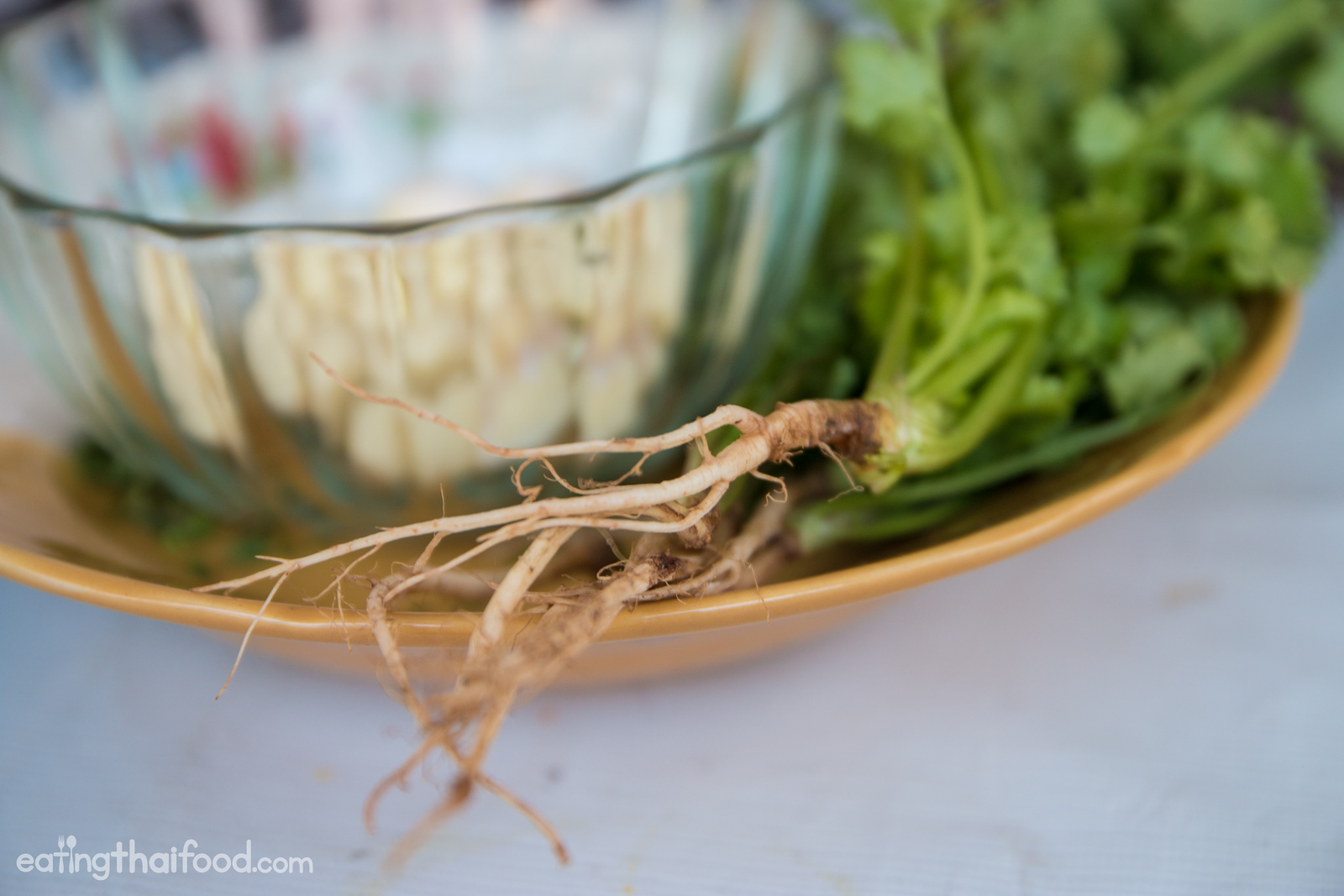 coriander roots