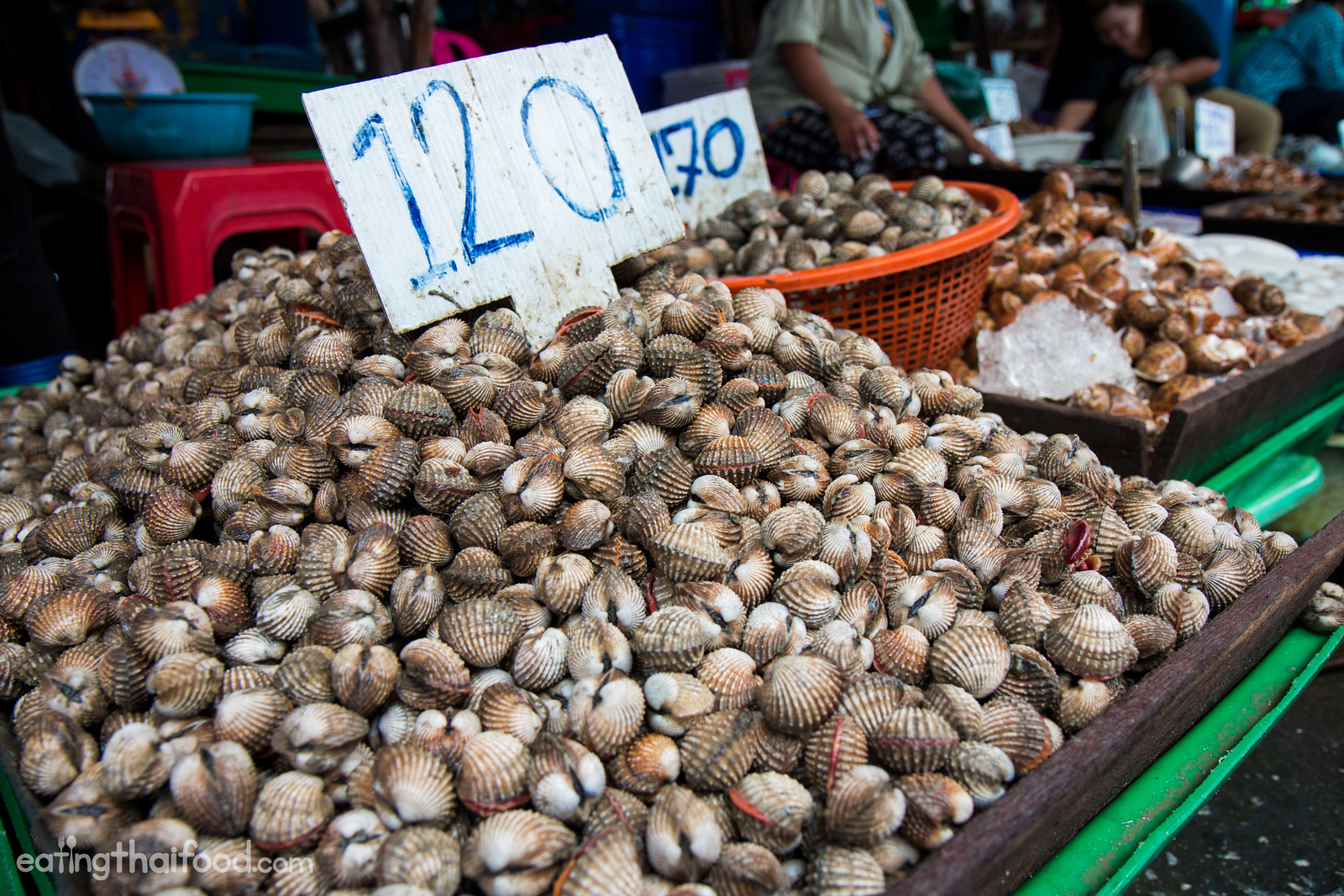 หอยแครง