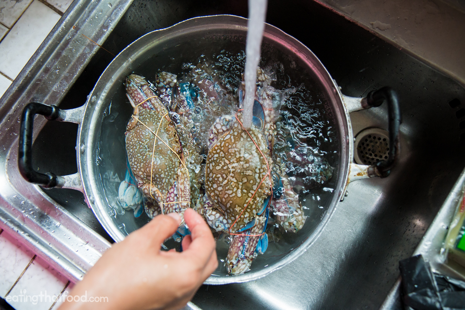 Thai blue crabs
