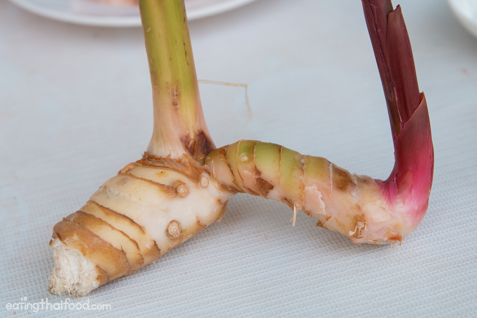 what is galangal