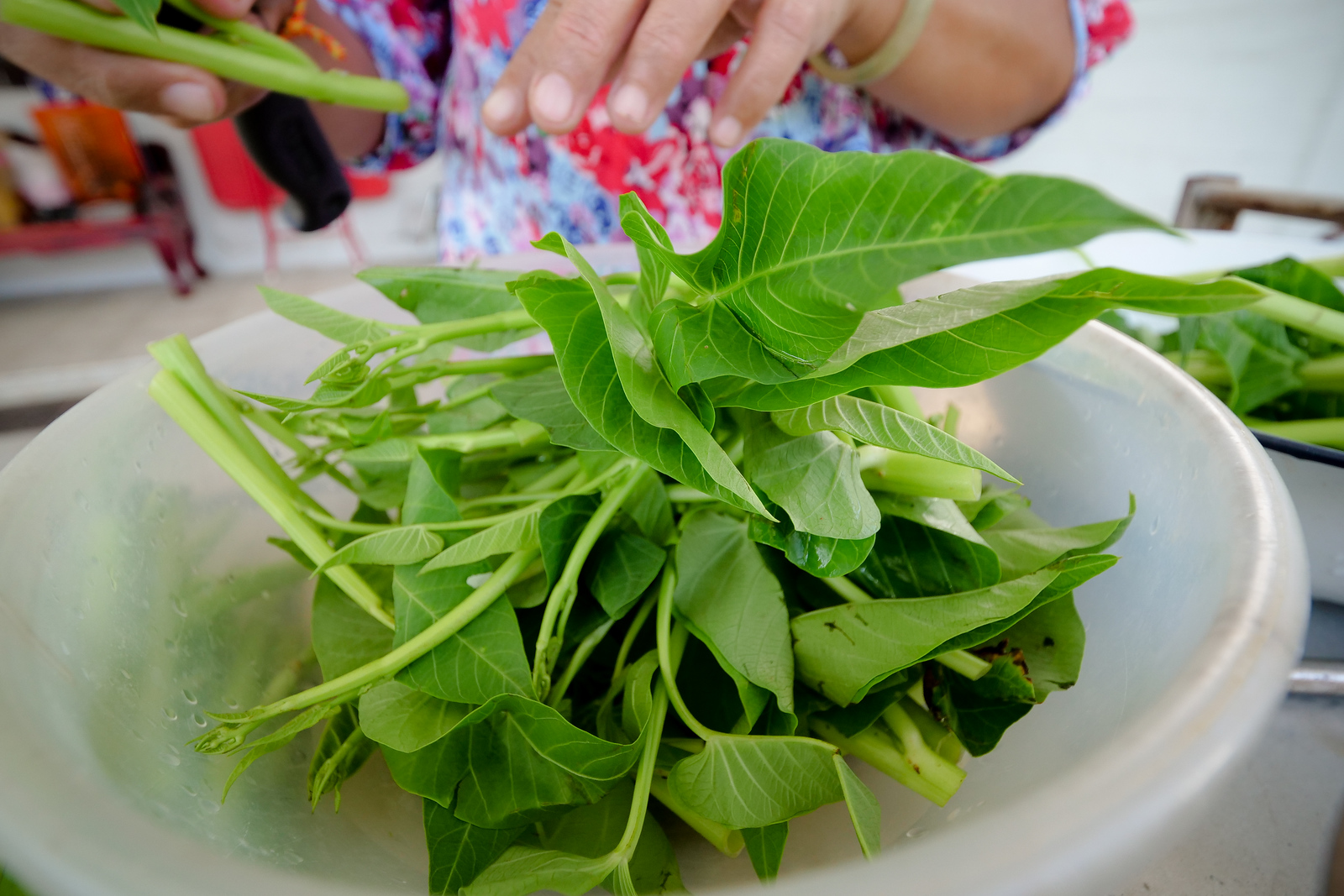 Cleaning Morning Glory for cooking Thai food