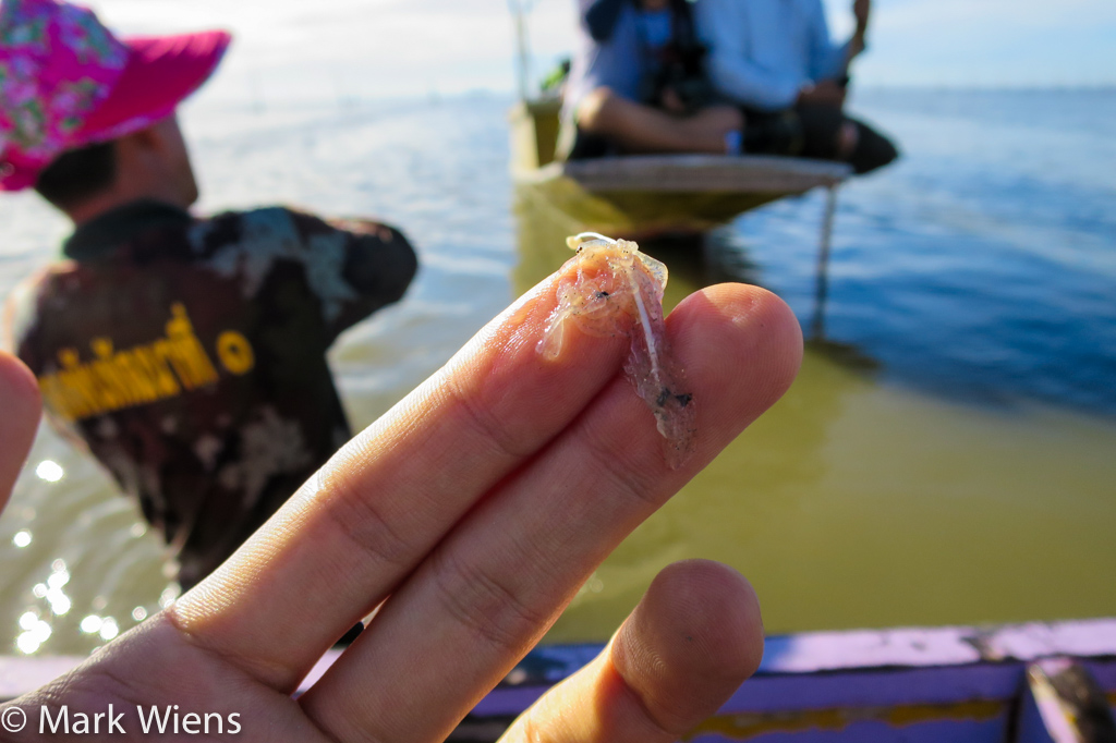 สมุทรสงคราม